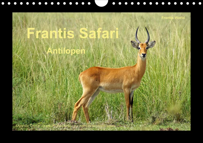 Frantis Safari - Antilopen - klein