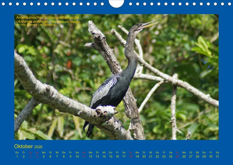Birdwatching - Nicaragua - klein