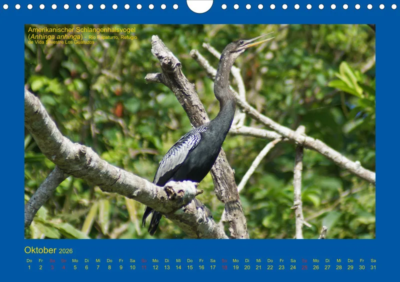 Birdwatching - Nicaragua - klein