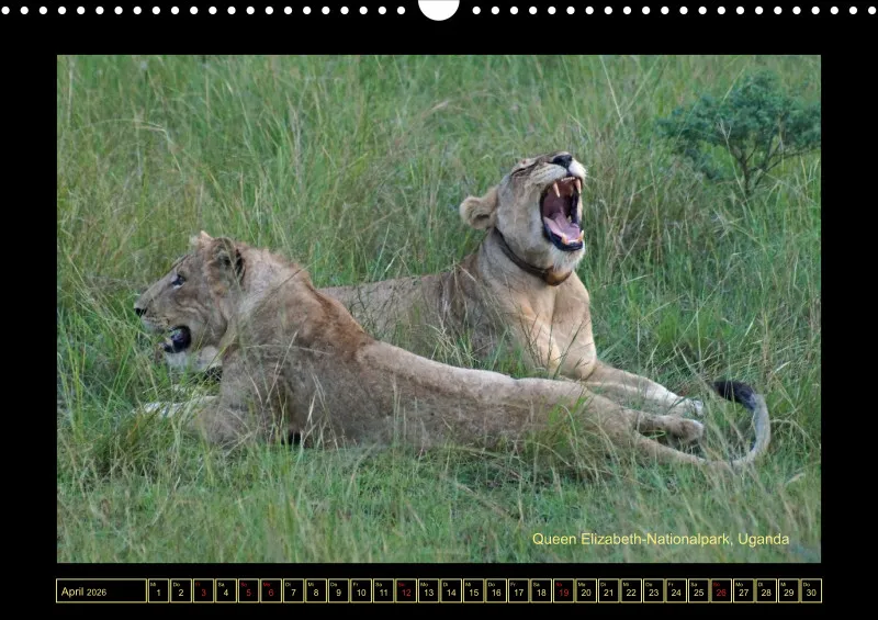Frantis Safari - Löwen