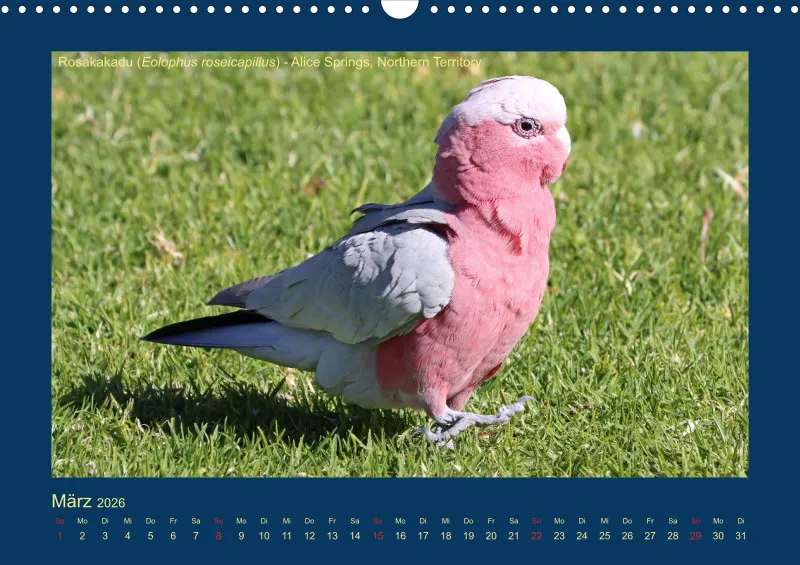 Birdwatching - Australien - Große Vögel