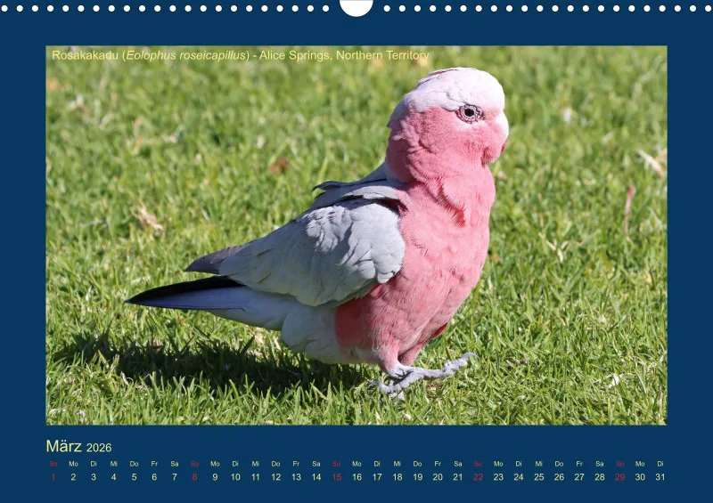 Birdwatching - Australien - Große Vögel