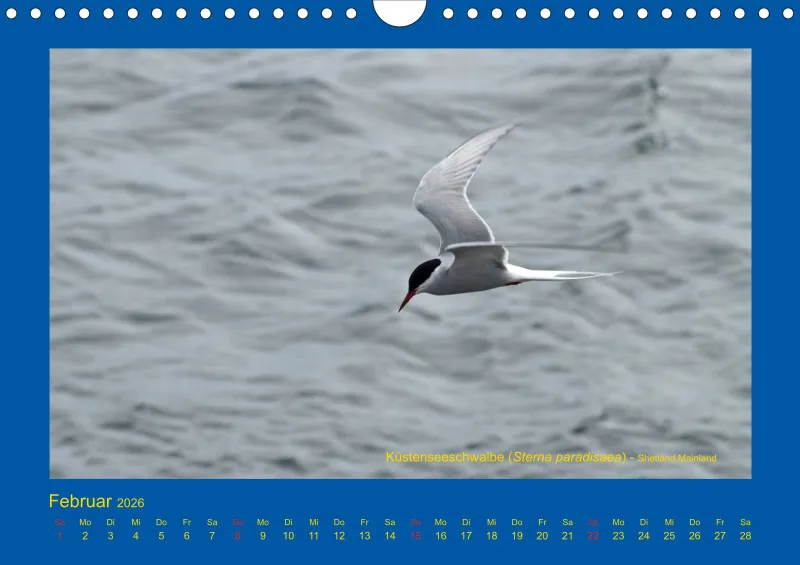 Birdwatching - Orkney- und Shetlandinseln - klein