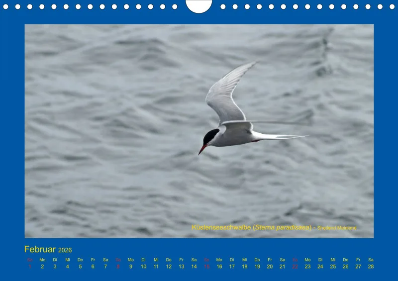 Birdwatching - Orkney- und Shetlandinseln - klein