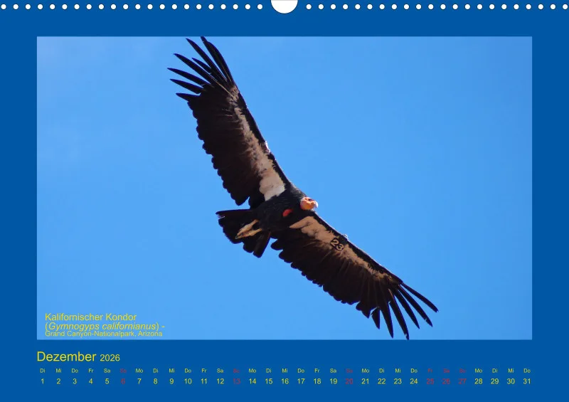 Birdwatching - USA - Südwesten