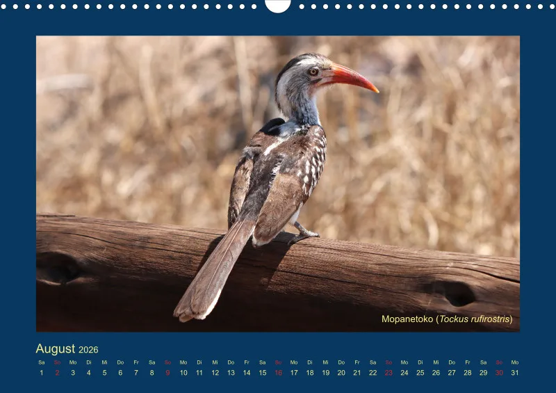 Birdwatching - Krüger-Nationalpark