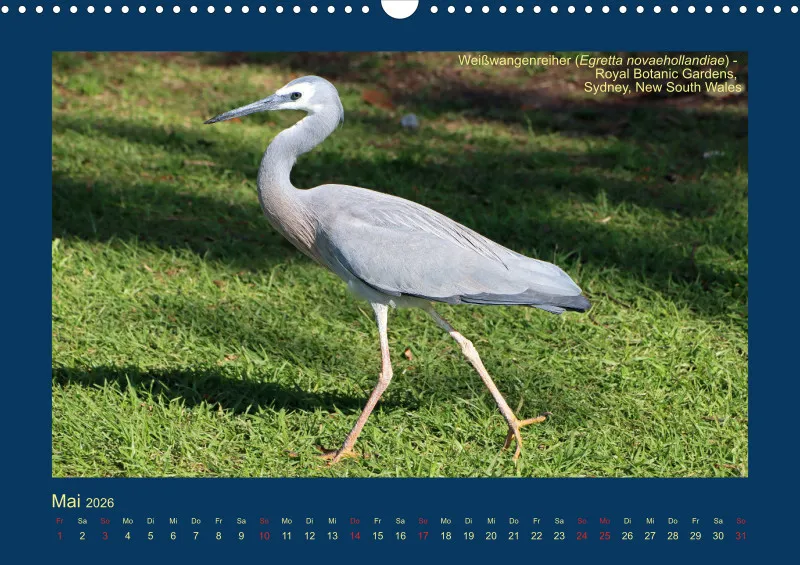Birdwatching - Australien - Große Vögel