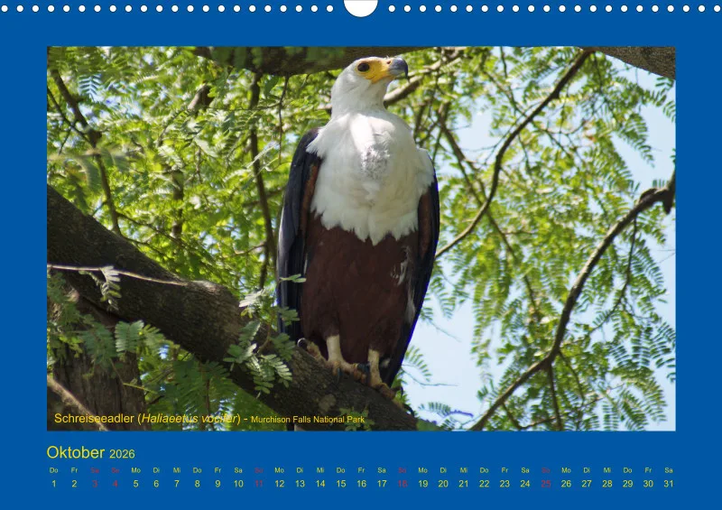Birdwatching - Uganda