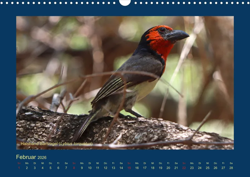 Birdwatching - Krüger-Nationalpark