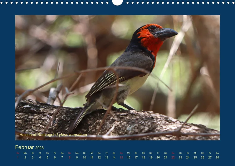 Birdwatching - Krüger-Nationalpark