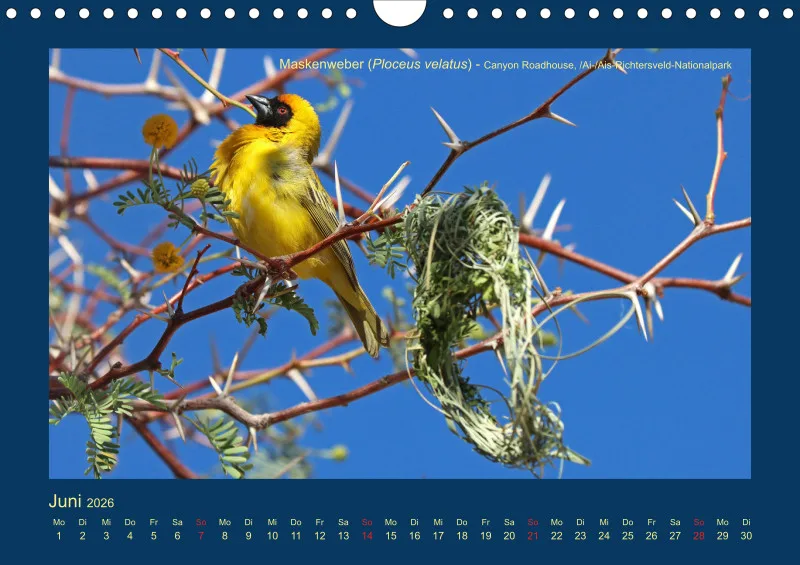 Birdwatching - Namibia - klein