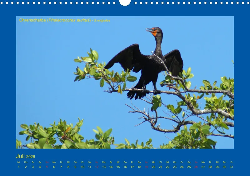 Birdwatching - USA - Florida
