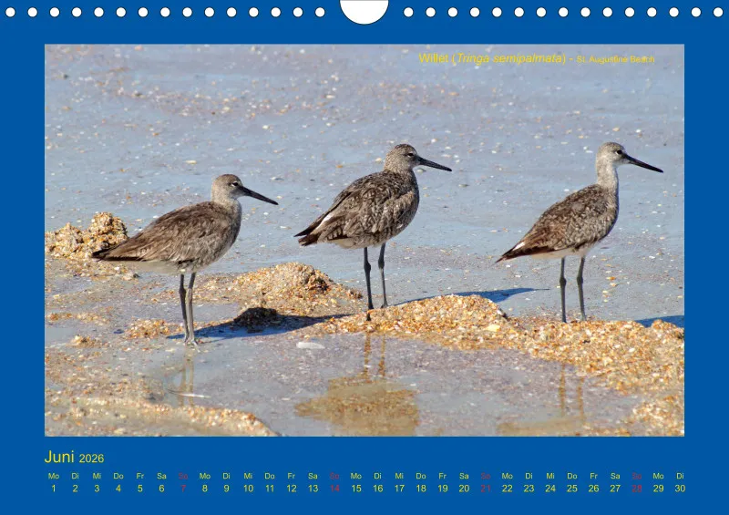 Birdwatching - USA - Florida - klein