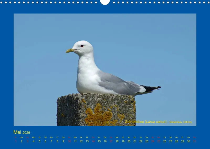 Birdwatching - Orkney- und Shetlandinseln