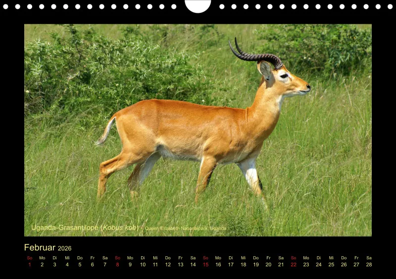 Frantis Safari - Antilopen - klein