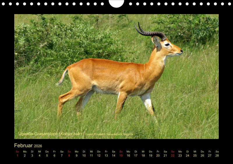 Frantis Safari - Antilopen - klein