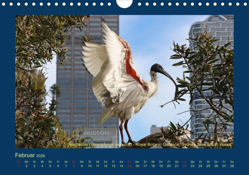 Birdwatching - Australien - Große Vögel - klein
