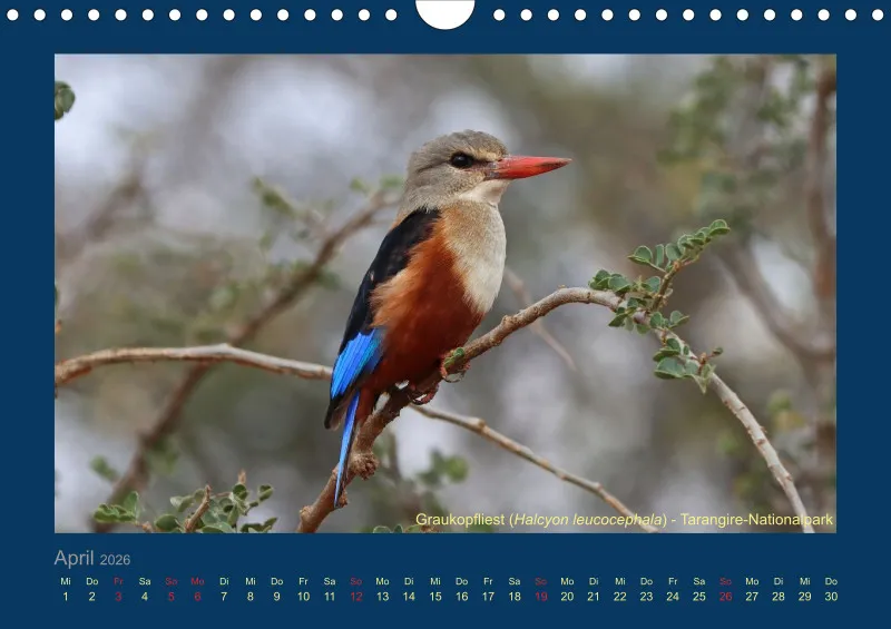 Birdwatching - Tansania - klein