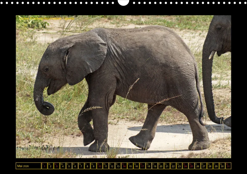Frantis Safari - Afrikanische Elefanten - groß