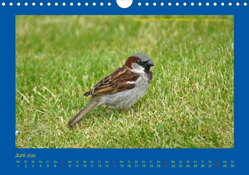Birdwatching - Orkney- und Shetlandinseln - klein