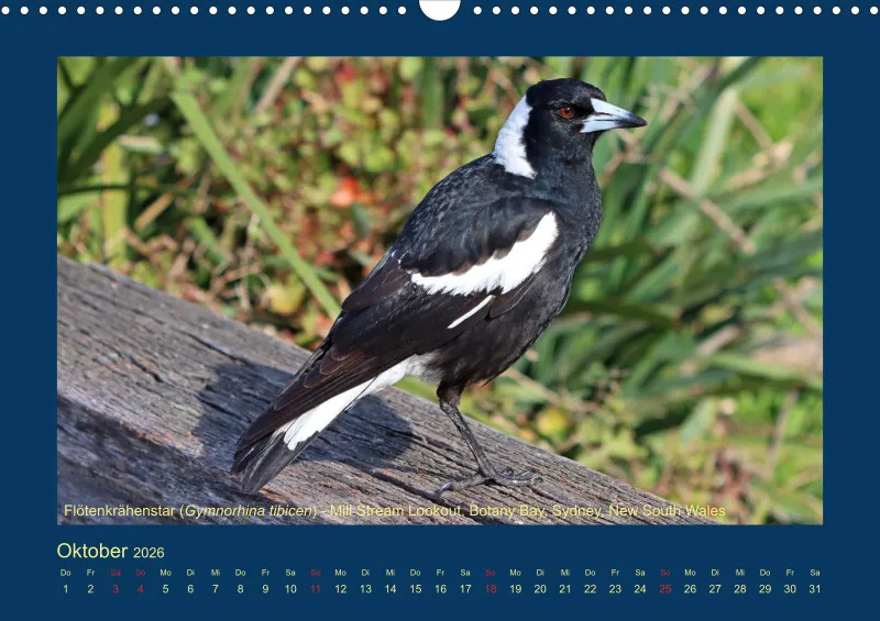 Birdwatching - Australien - Große Vögel