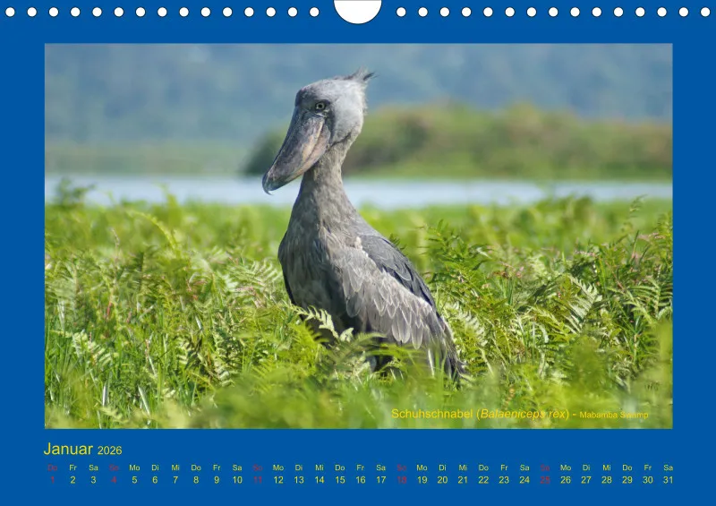 Birdwatching - Uganda - klein