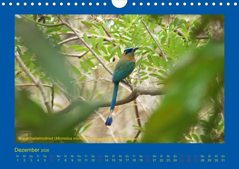 Birdwatching - Nicaragua - klein