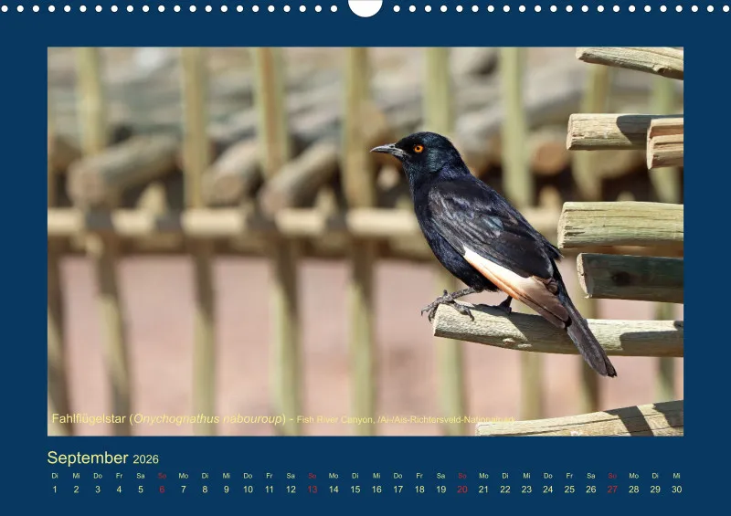Birdwatching - Namibia