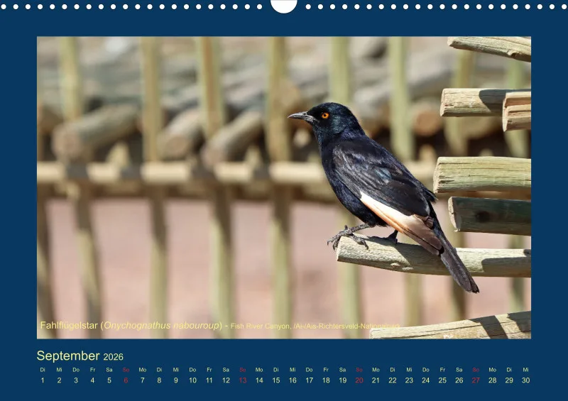 Birdwatching - Namibia