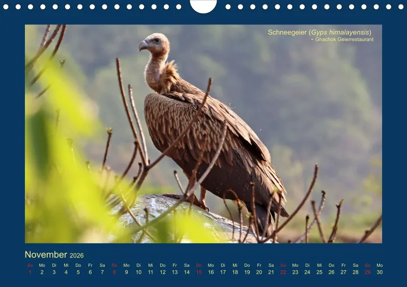 Birdwatching - Nepal
