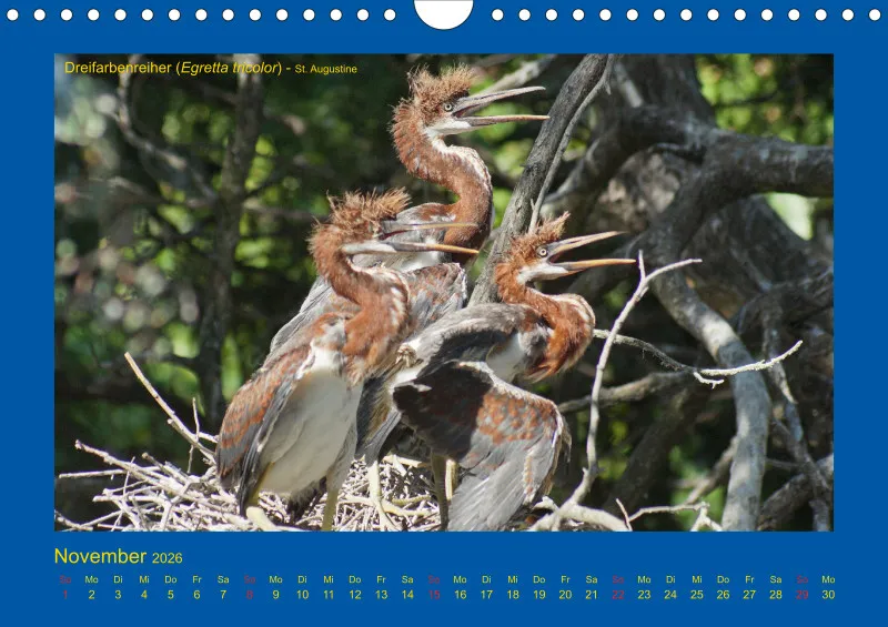 Birdwatching - USA - Florida - klein