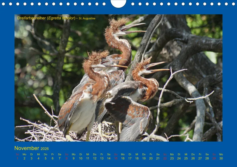 Birdwatching - USA - Florida - klein