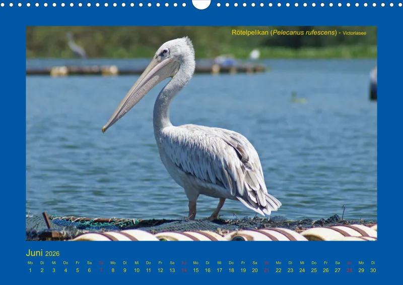 Birdwatching - Uganda