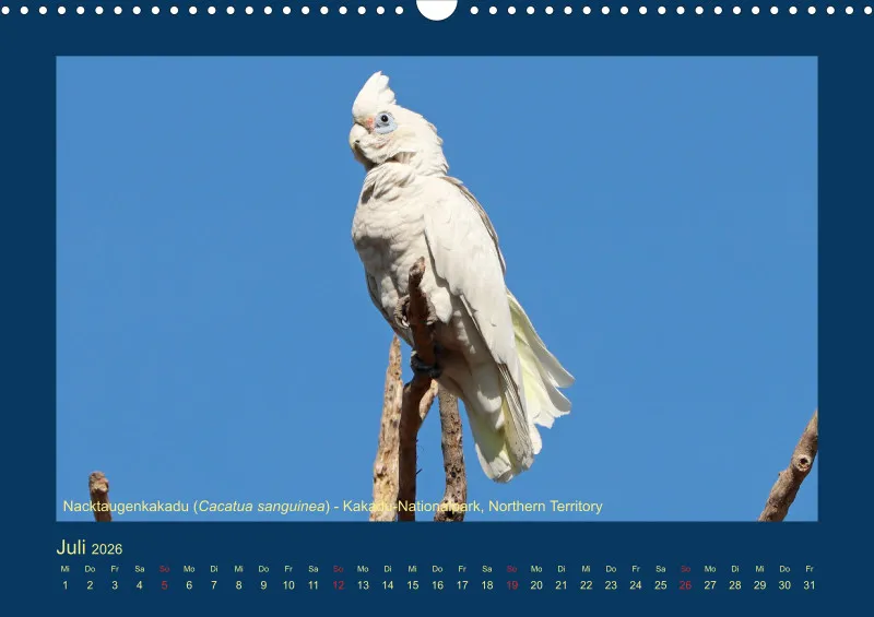 Birdwatching - Australien - Große Vögel