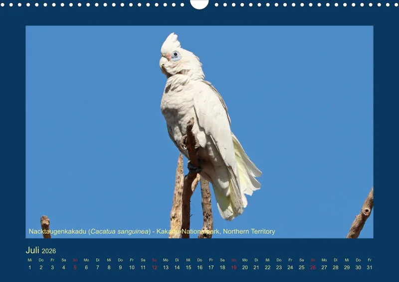 Birdwatching - Australien - Große Vögel