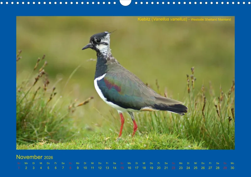 Birdwatching - Orkney- und Shetlandinseln