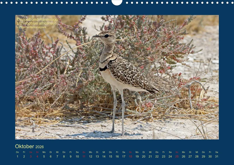 Birdwatching - Namibia