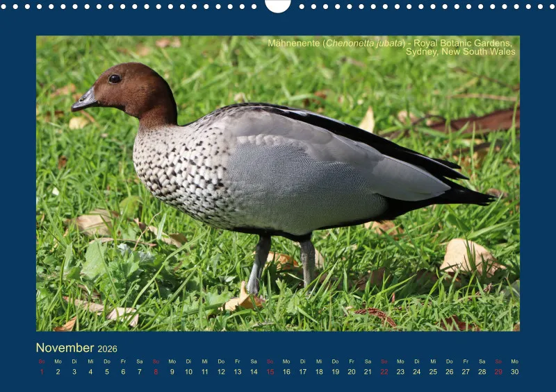 Birdwatching - Australien - Große Vögel
