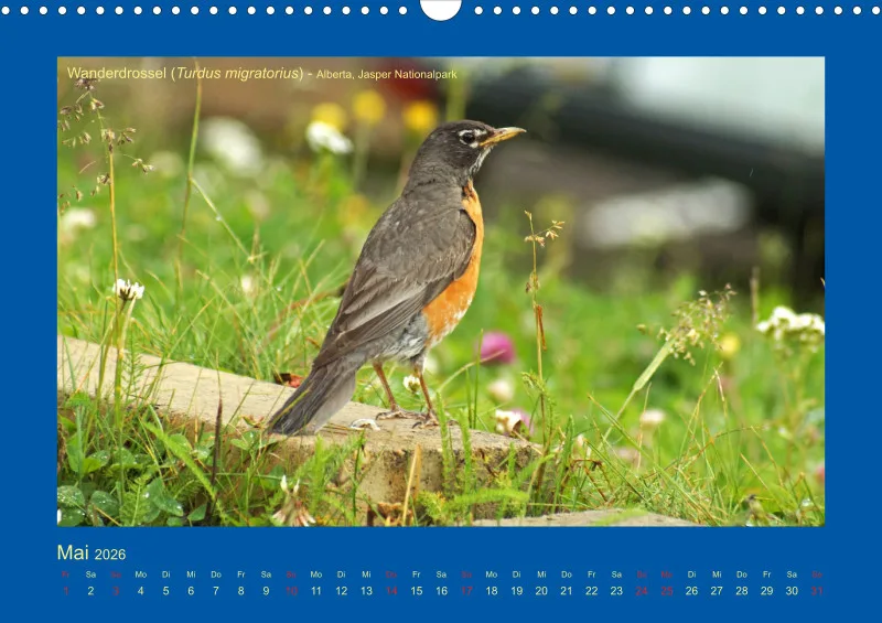 Birdwatching - Kanada