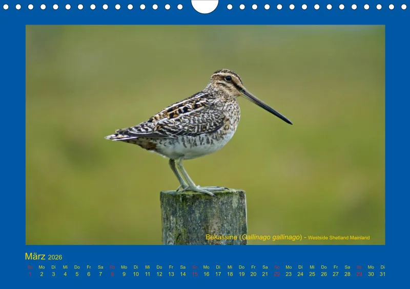 Birdwatching - Orkney- und Shetlandinseln - klein