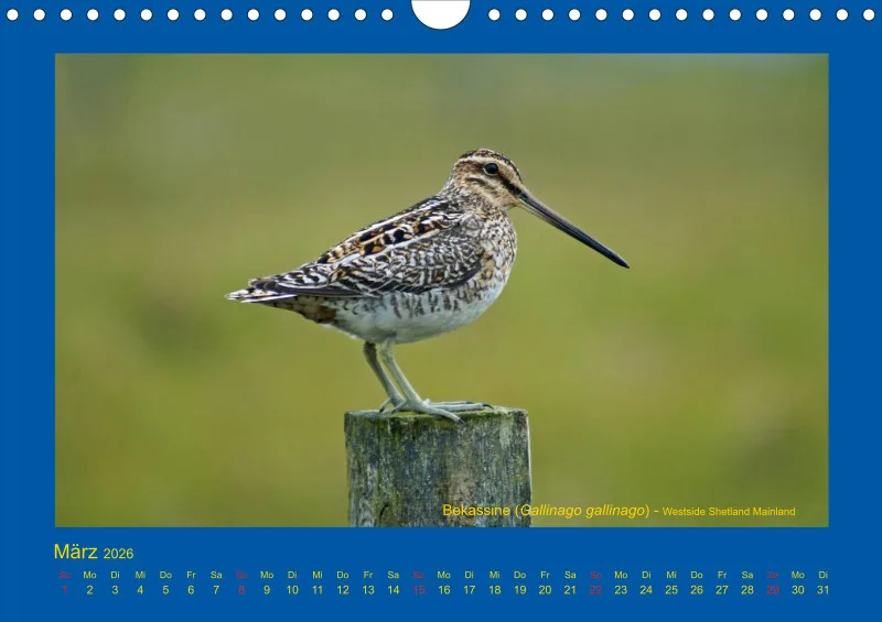 Birdwatching - Orkney- und Shetlandinseln - klein