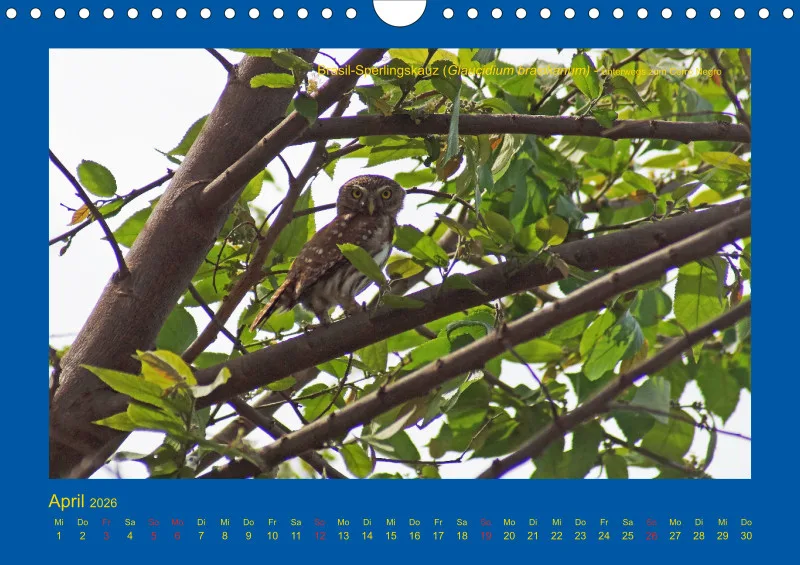 Birdwatching - Nicaragua - klein
