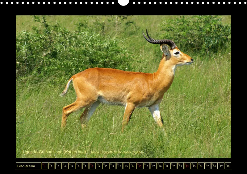Frantis Safari - Antilopen
