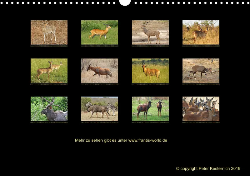 Frantis Safari - Antilopen