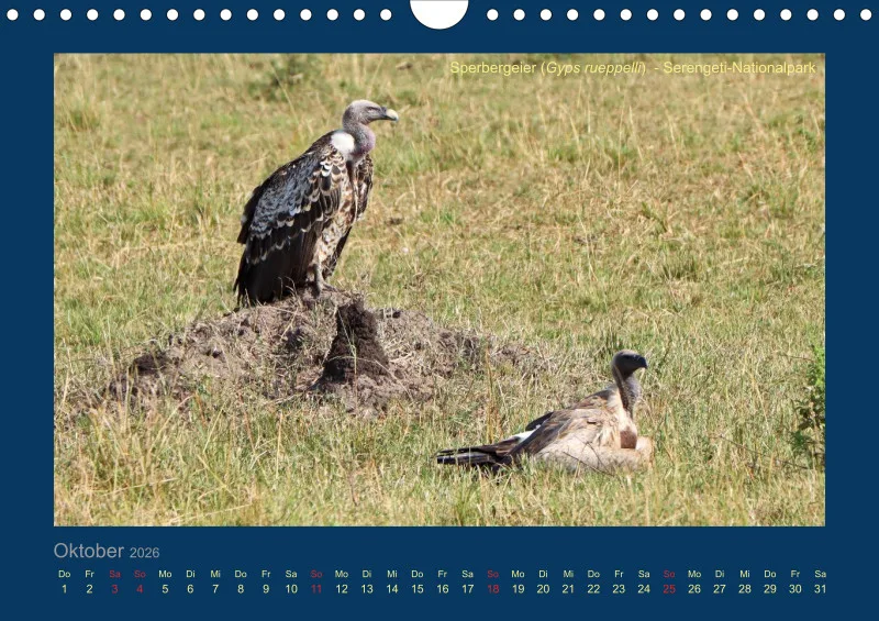Birdwatching - Tansania - klein