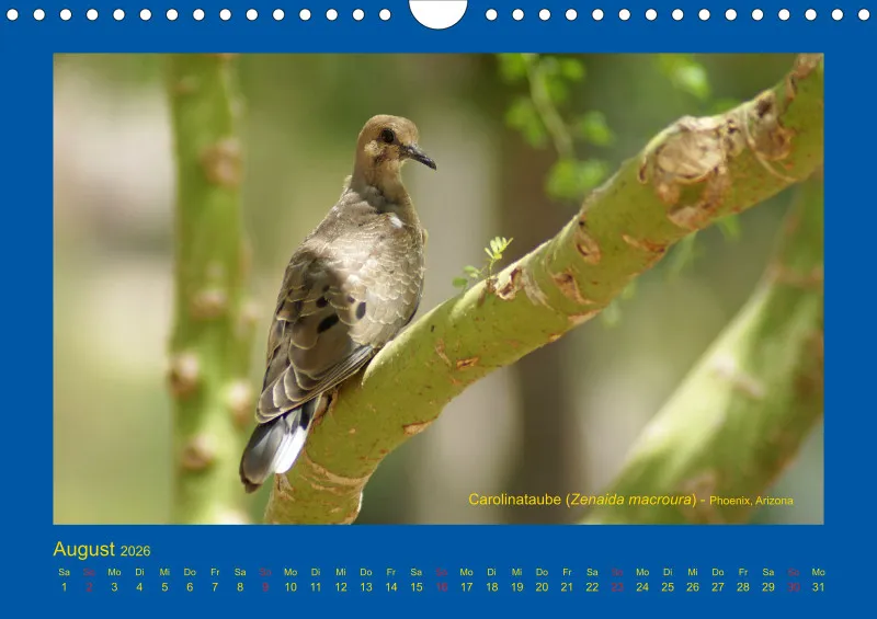 Birdwatching - USA - Südwesten - klein