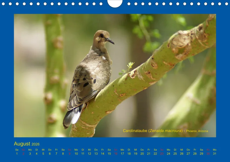 Birdwatching - USA - Südwesten - klein