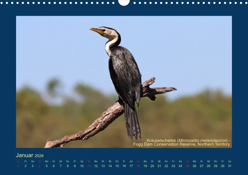 Birdwatching - Australien - Große Vögel