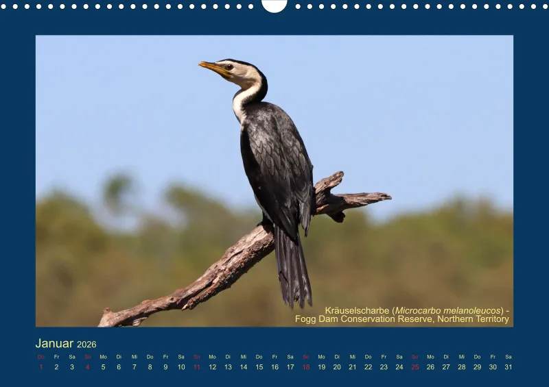 Birdwatching - Australien - Große Vögel