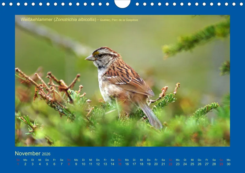 Birdwatching - Kanada - klein